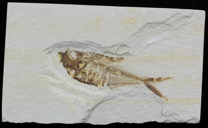 Bargain Diplomystus Fossil Fish - Wyoming #51805
